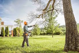 Tree and Shrub Care in Greenville, RI