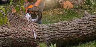 Professional Tree Care in Greenville, RI